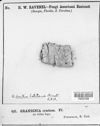 Basidioradulum crustosum image